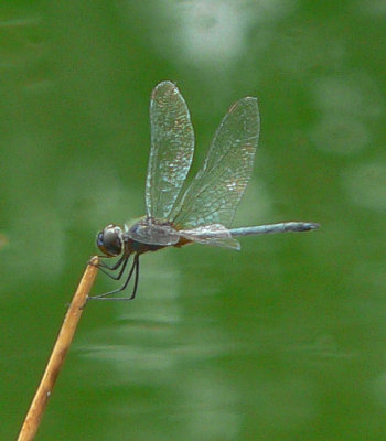 Metallic Pennant - Idiataphe cubensis