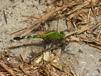 Eastern Pondhawk (Erythemis simplicicolis) eating Florida Baskettail (Epitheca stella)