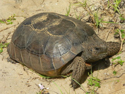 Gopher Tortoise - Gopherus polyphemus