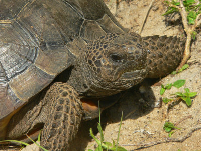 Gopher Tortoise - Gopherus polyphemus
