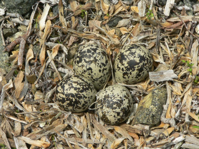 Killdeer Eggs - Charadrius vociferus