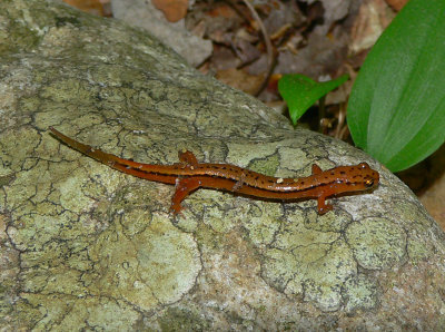 Blue Ridge Two-lined Salamander - Eurycea bislineata wilderae