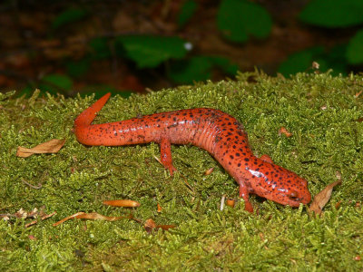 Blue Ridge Red Salamander - Pseudotriton ruber nitidus