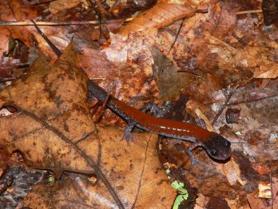 Yonahlossee Salamander - Plethodon yonahlossee