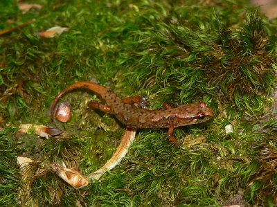 Northern Pygmy Salamander - Desmognathus organi