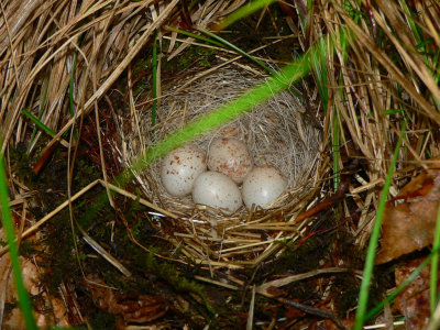 Dark-eyed Junco Nest - Junco hyemalis