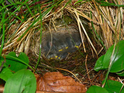 Dark-eyed Junco Nest - Junco hyemalis