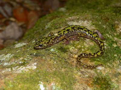 Green Salamander - <i>Aneides aeneus</i>