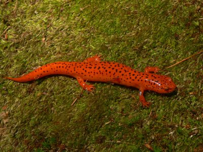 Northern Red Salamander - Pseudotriton ruber ruber