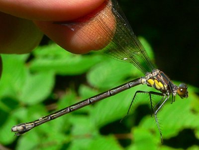 Amber-winged Spreadwing - Lestes eurinus