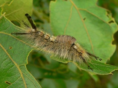 Tussock Moth