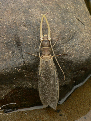 Dobsonfly - Corydalus cornutus