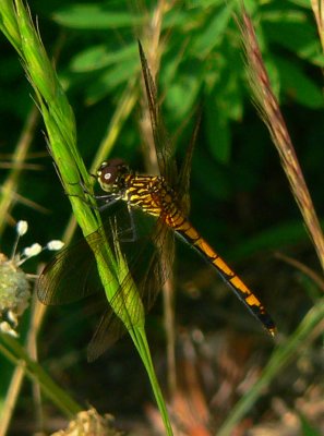 Seaside Dragonlet - Erythrodiplax berenice