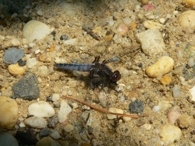 Blue Corporal - Ladona deplanata