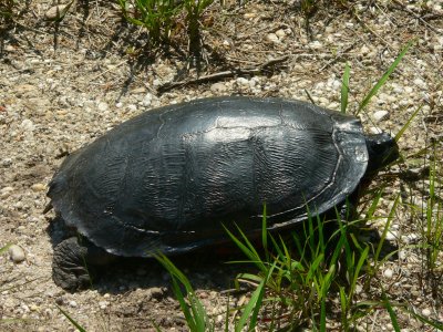 Red-bellied Turtle - Pseudemys rubriventris