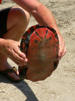 Red-bellied Turtle - Pseudemys rubriventris