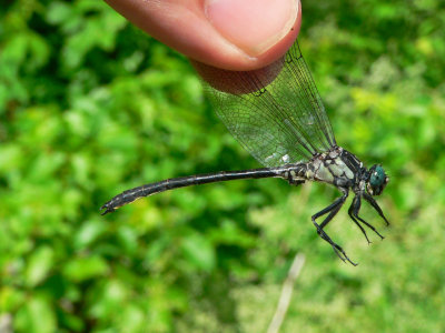 Sable Clubtail - Gomphus rogersi