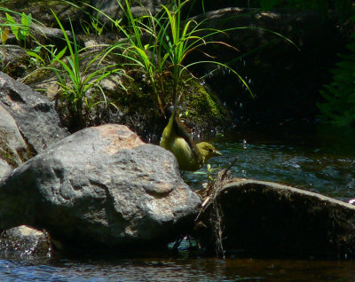 Scarlet Tanager - Piranga olivacea