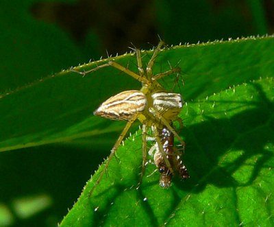 Striped Lynx Spider - Oxyopes salticus