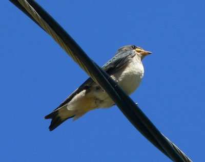 Juvenile Barn Swallow - Hirundo rustica