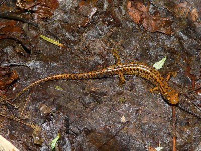 Long-tailed Salamander - Eurycea longicauda