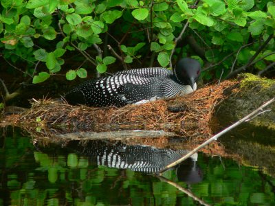 Common Loon on Nest - Gavia immer