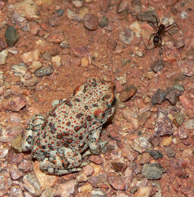 Red-spotted Toad (Anaxyrus punctatus) and Ant