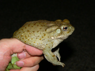 Sonoran Desert Toad - Cranopsis alvaria
