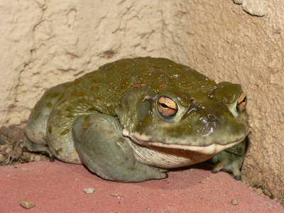 Sonoran Desert Toad - Cranopsis alvaria