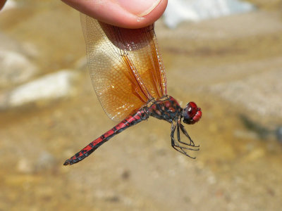 Red Rock Skimmer - Paltothemis lineatipes