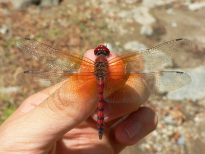 Red Rock Skimmer - Paltothemis lineatipes