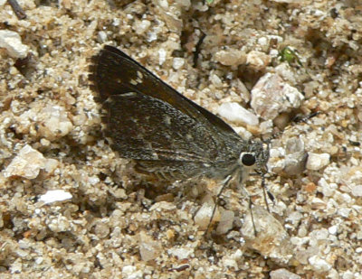 Bronze Roadside Skipper - Amblyscirtes aenus