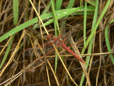 Variegated Meadowhawk - Sympetrum corruptum