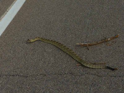 Black-tailed Rattlesnake - Crotalus molossus