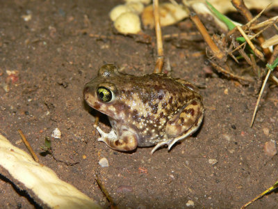Couch's Spadefoot - Scaphiophus couchii