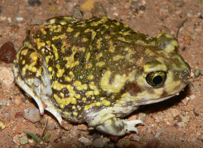 Couch's Spadefoot - Scaphiophus couchii