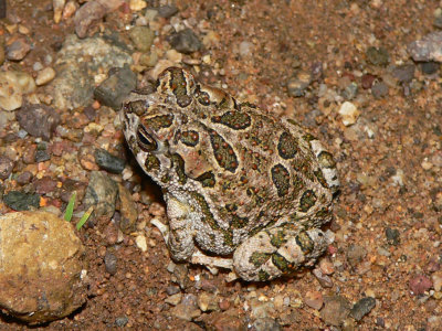 Great Plains Toad - <i>Anaxyrus cognatus</i>