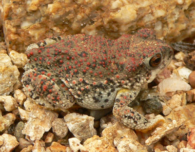 Red-spotted Toad - Anaxyrus punctatus