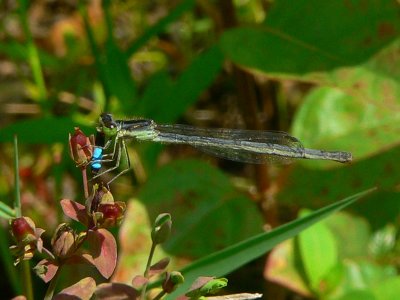 Eastern Forktail - Ischnura verticalis