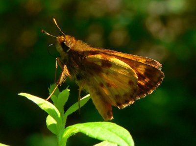 Zabulon Skipper - Poanes zabulon