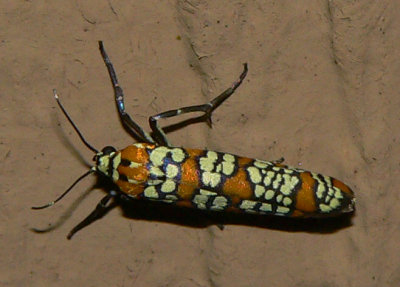 Ailanthus Webworm Moth - Atteva punctella
