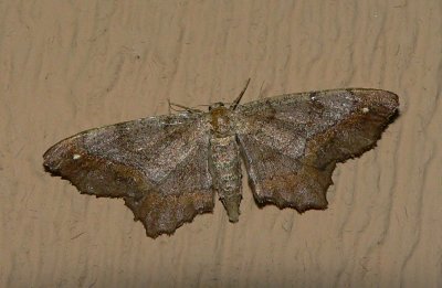 One-spotted Variant - <i>Hypagyrtis unipunctata</i>