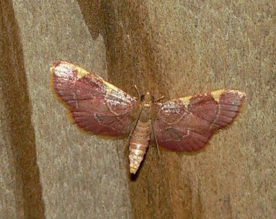 Yellow-fringed Dolichomia - Dolichomia olinalis