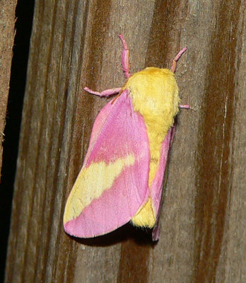 Rosy Maple Moth - Dryocampa rubicunda