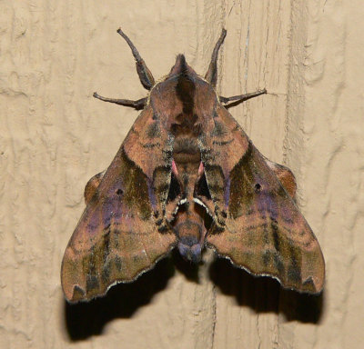 Blinded Sphinx - Paonias excaecatus