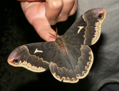 Tulip-tree Silkmoth - Callosamia angulifera