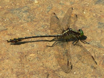 Black-shouldered Spinyleg - Dromogomphus spinosus