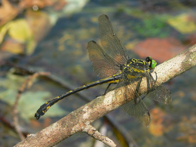 Dragonhunter - Haegenius brevistylus