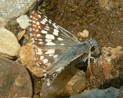 Common Checkered Skipper - Pyrgus communis