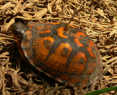 Eastern Box Turtle - Terrapene carolina carolina